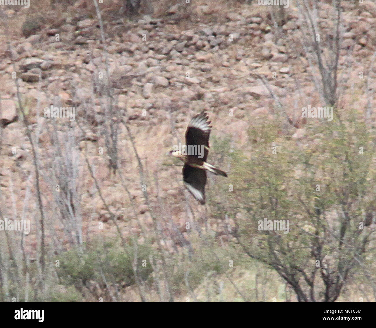 Le Crested Caracara, un oiseau de proie, a été observé au lac Patagonia, situé en Arizona. Cette espèce est connue pour son apparence distinctive et ses préférences en matière d’habitat, souvent observées dans le sud-ouest des États-Unis Banque D'Images
