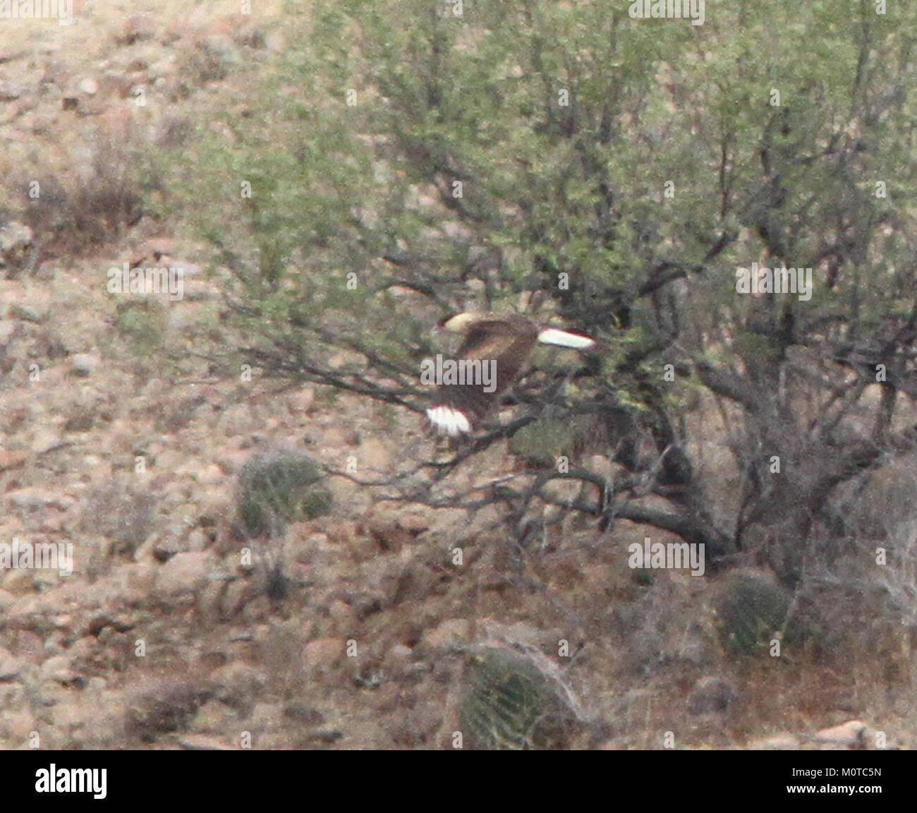 Une photographie d'un Caracara crêpé, prise dans la région du lac Patagonia en Arizona, capturant l'oiseau dans son habitat naturel. Banque D'Images