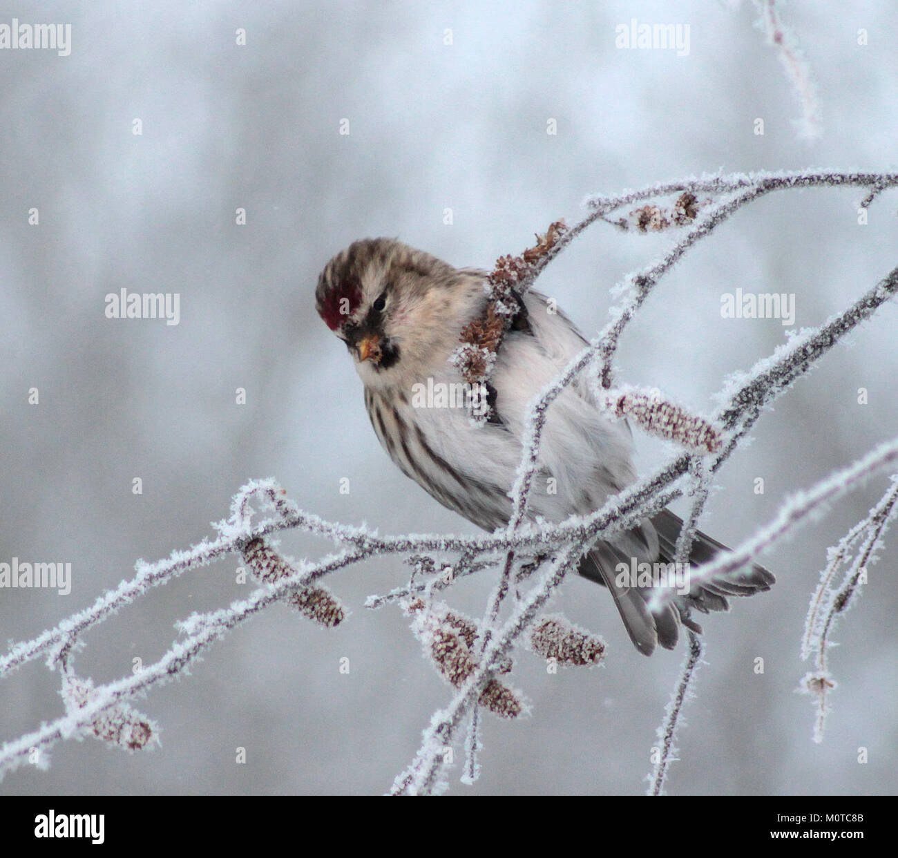 Cette image montre le Carduelis flammea, communément appelé Common Redpoll, observé à Oulu, Finlande, le 6 janvier 2013. L'espèce est connue pour sa calotte rouge distinctive et fait partie de la famille des finch. Banque D'Images