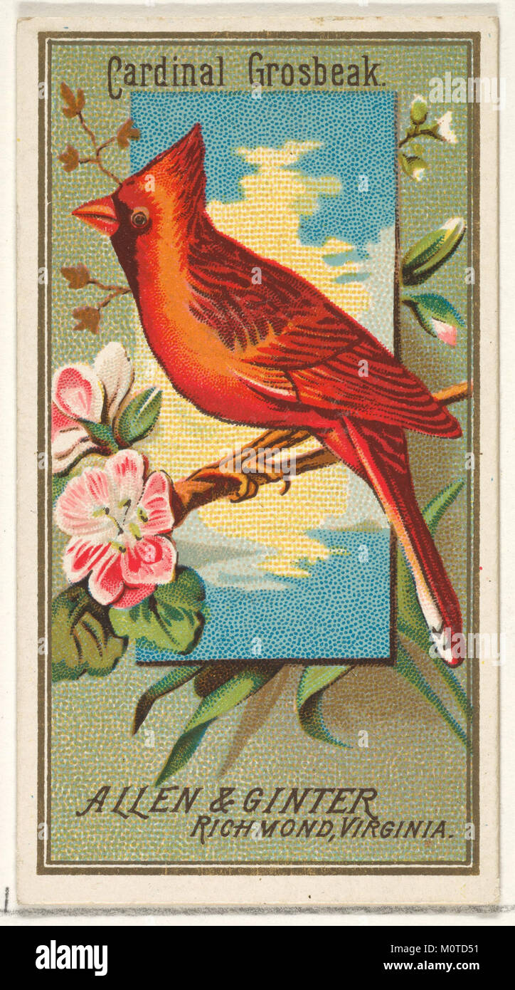 L'image du Cardinal Grosbeak fait partie de la série Birds of America produite par Allen & Ginter cigarettes, mettant en vedette des espèces d'oiseaux nord-américaines. Cette carte spécifique présente le cardinal coloré. Banque D'Images