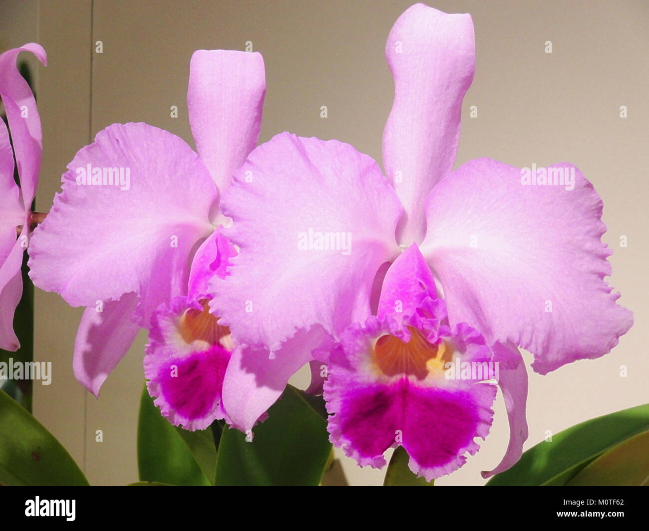Cattleya trianae tipo est une espèce d'orchidée connue pour ses fleurs vibrantes et son aspect distinctif. Il est originaire de Colombie et largement apprécié en horticulture pour sa beauté. Banque D'Images