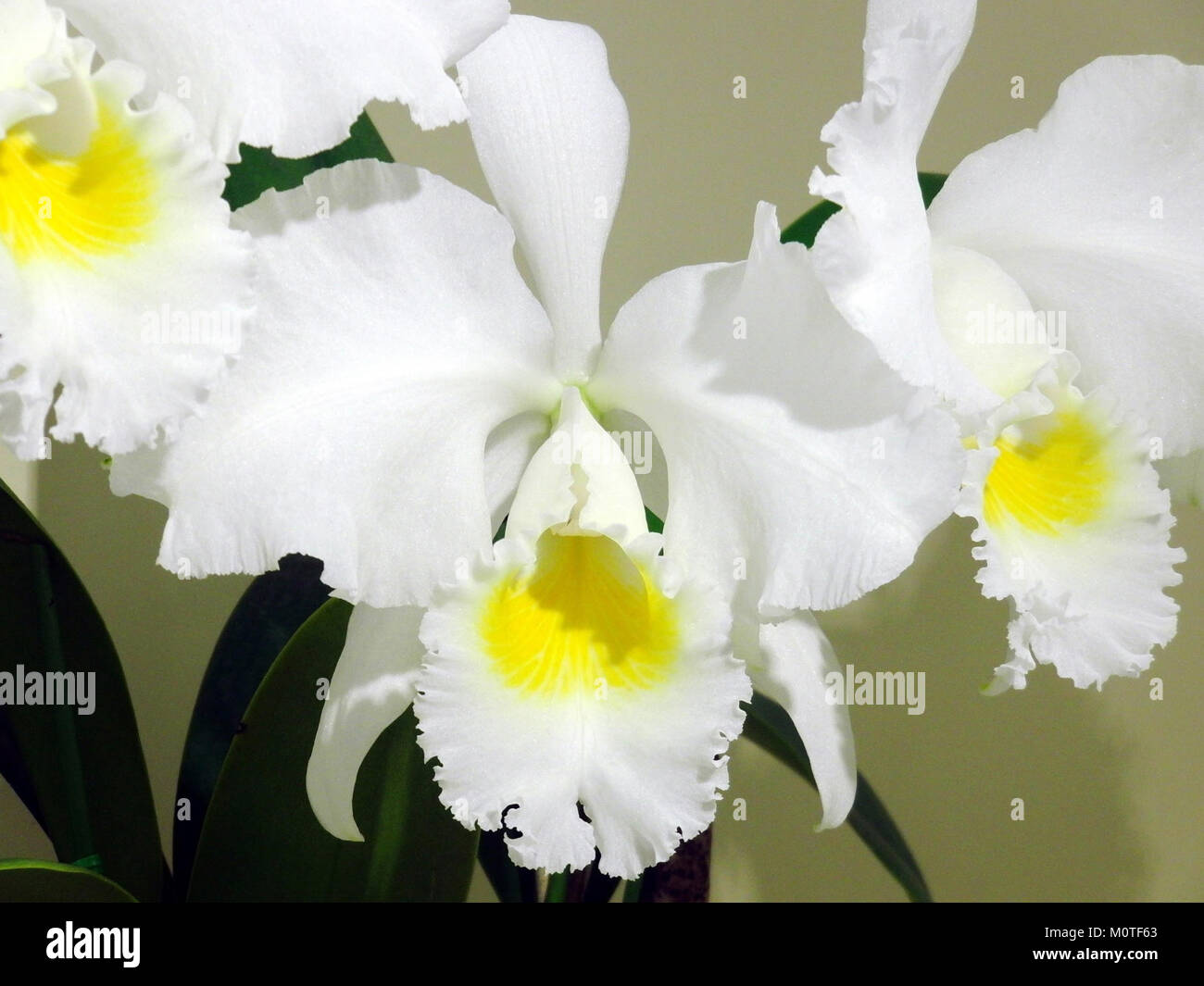 Cattleya trianae forma alba, également connu sous le nom d'Aranka Germaske, est une variété d'orchidée. Il est connu pour ses fleurs blanches frappantes et est très apprécié dans la culture et l'élevage d'orchidées. Banque D'Images