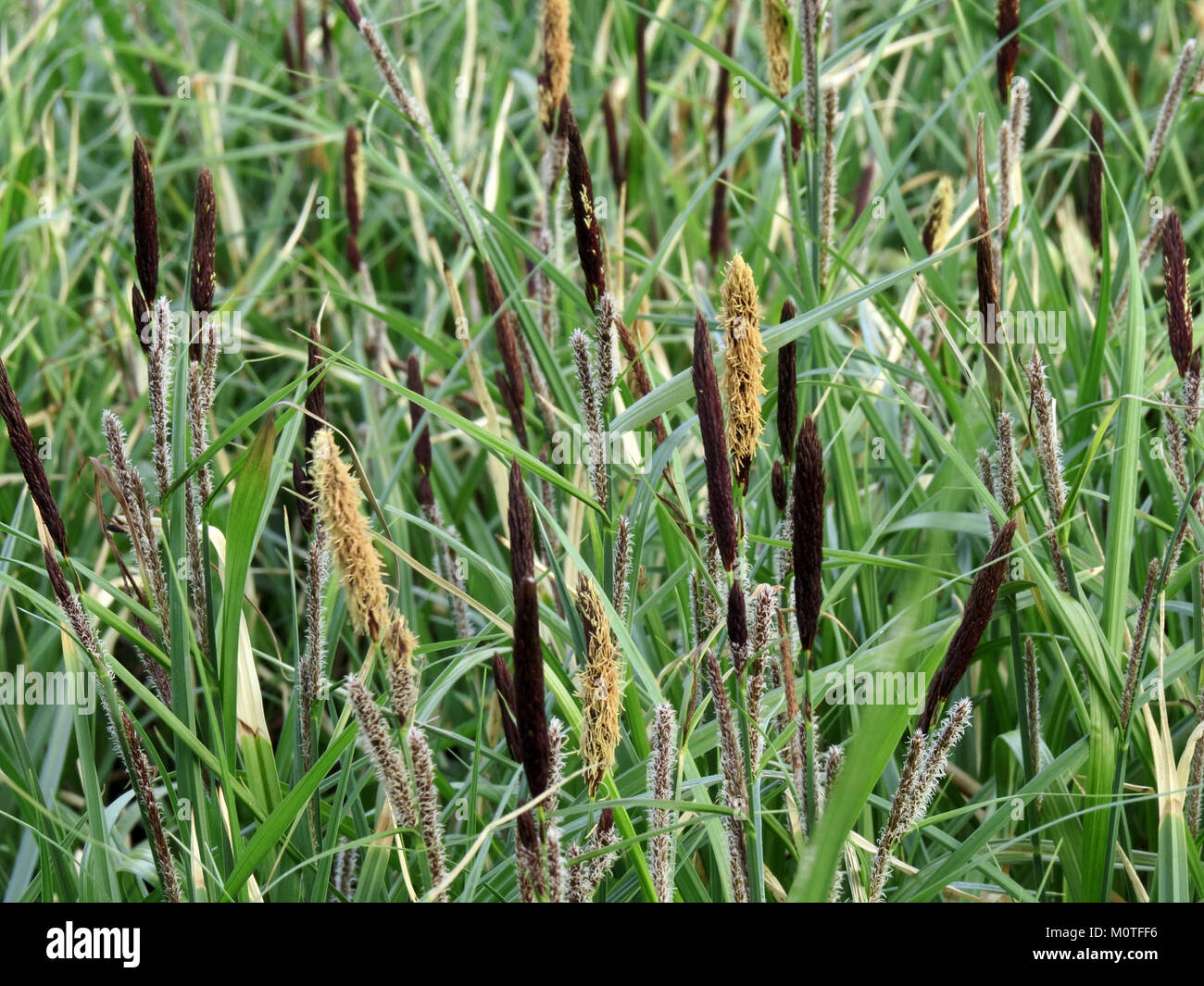 Carex acutiformis, communément connu sous le nom de la salissure à feuilles pointues, est une espèce végétale trouvée à Kiev et dans d'autres régions, appréciée pour son rôle écologique dans les habitats des zones humides. Banque D'Images
