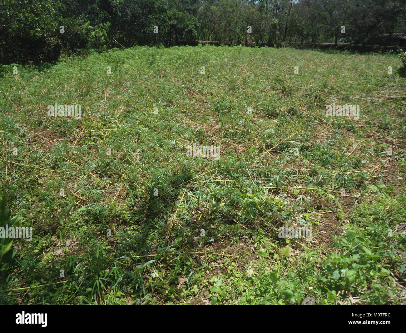 Les cultures de manioc à Hainan ont été gravement touchées par le typhon Rammasun en 2014, ce qui a mis en évidence l'impact des catastrophes naturelles sur la production agricole dans la région. Banque D'Images