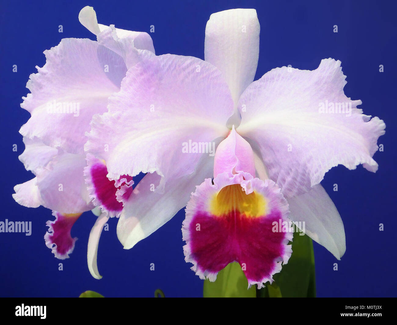 Cattleya trianae tipo Baronessa est une espèce rare et belle d'orchidée, connue pour son aspect frappant et ses couleurs vibrantes, très prisée dans les collections horticoles. Banque D'Images
