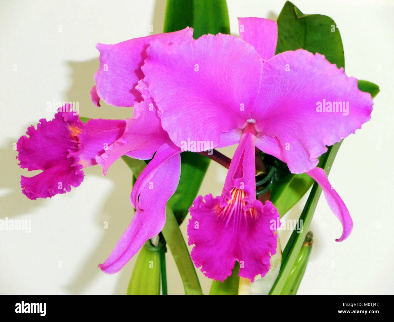 Cattleya trianae forma rubra Sangre de Toro est une variété vibrante d'orchidée connue pour sa couleur rouge profond et sa valeur ornementale. Il est très prisé parmi les collectionneurs et les horticulteurs. Banque D'Images