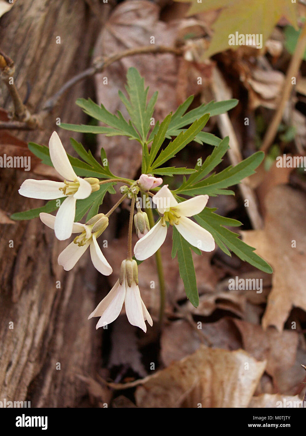 Cardamine concatenata, communément appelée moine dentaire à feuilles coupées, a été observée le 29 avril 2015 à Bird Park à Mount Lebanon, en Pennsylvanie. Cette fleur sauvage indigène fait partie de la famille de la moutarde et est connue pour ses fleurs blanches et délicates. Banque D'Images