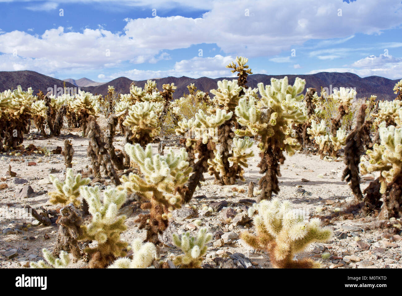 Cholla garden à Joshua Tree National Park en Californie Banque D'Images