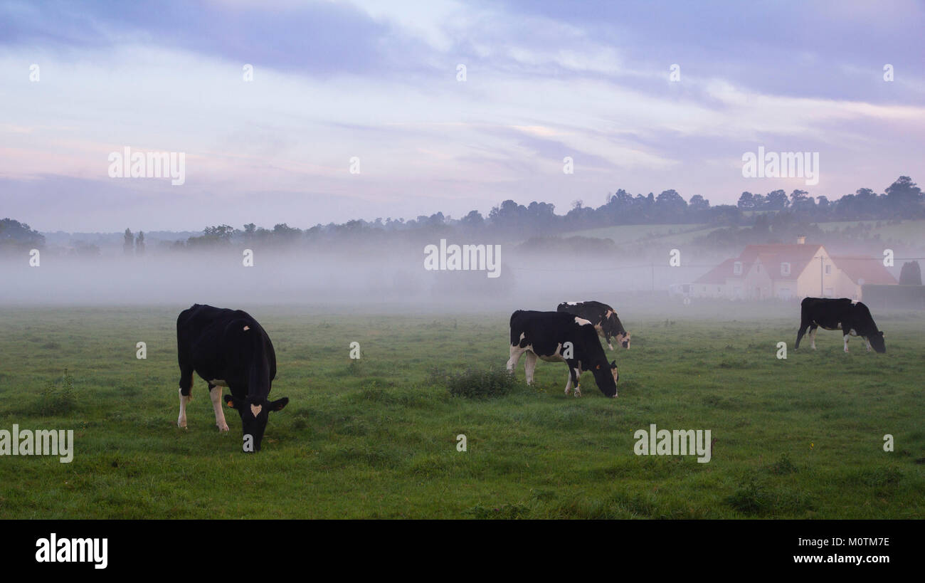 Trois vaches qui paissent dans la brume matinale, Normandie, France, septembre 2012 Banque D'Images