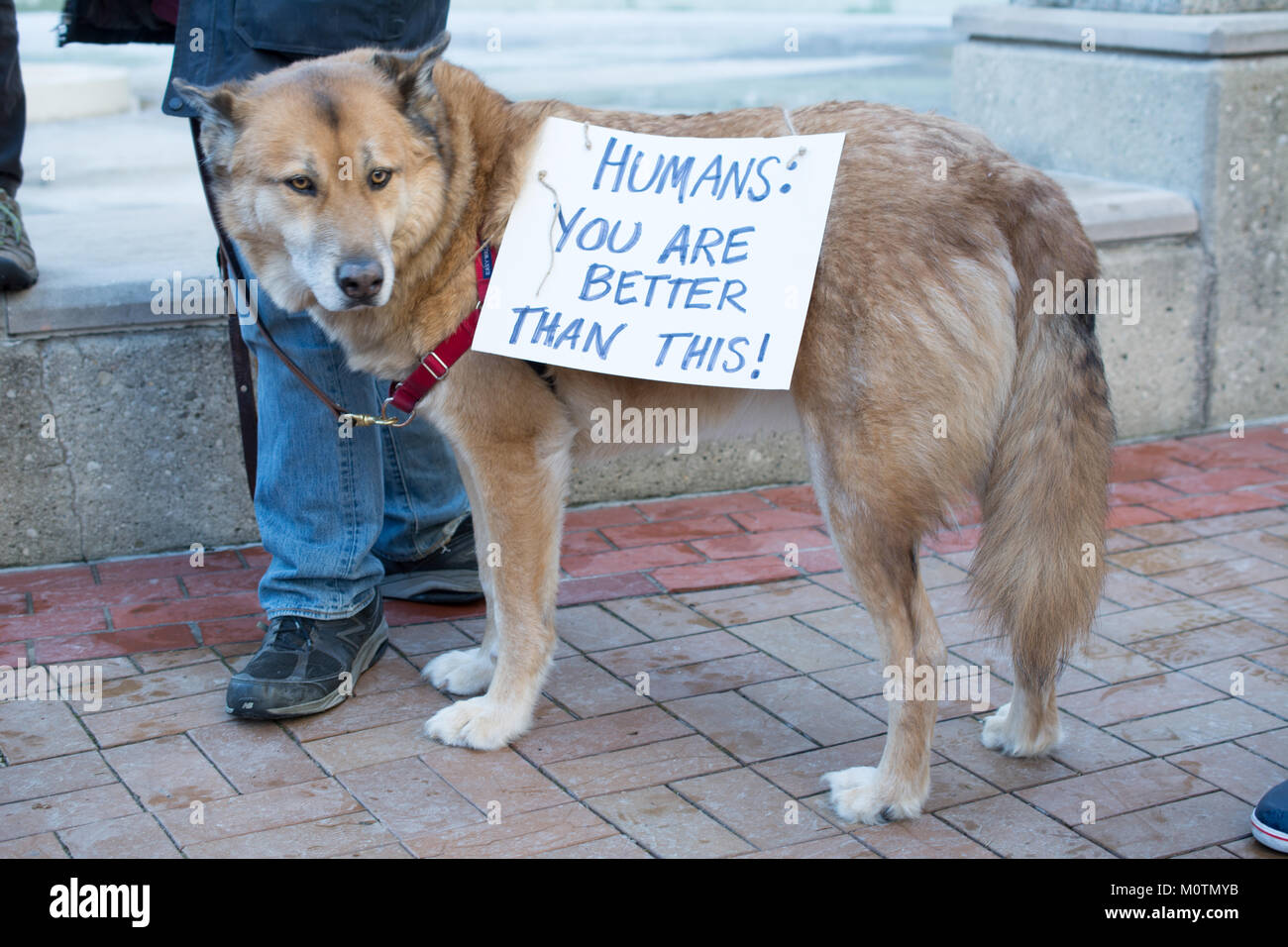 Même les chiens sont venus à la Marche des femmes à Dayton (Ohio) le 20 janvier 2018. Des signes étaient dispersés à travers la foule. Banque D'Images