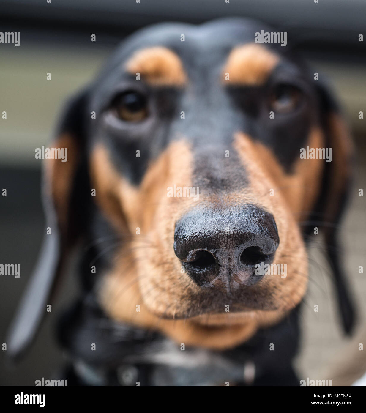 Close up d'un nez de Daschunds Banque D'Images