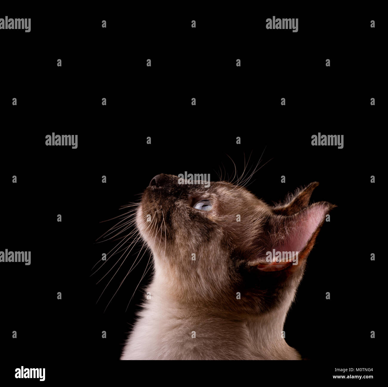 Profil d'une tortie point Siamese Cat à la recherche jusqu'au-dessus d'elle, sur fond noir Banque D'Images
