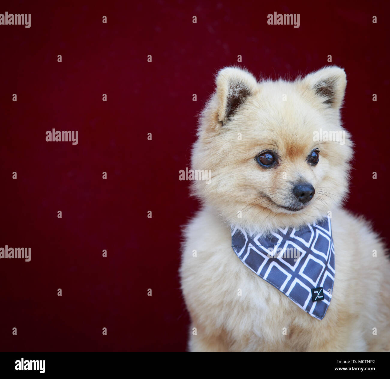 Chien mignon avec un bandana Banque D'Images