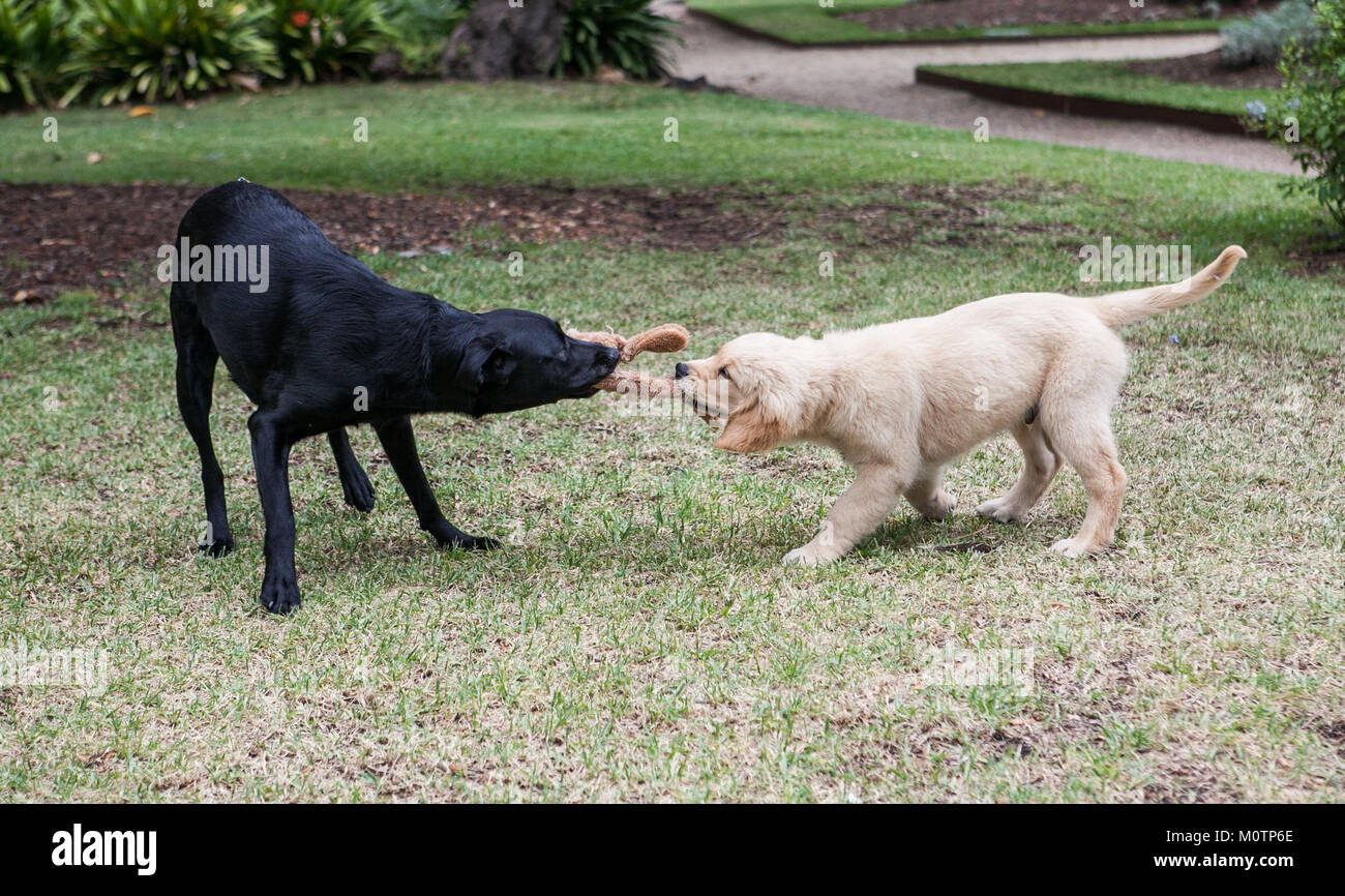 Les Labradors jouent ensemble Banque D'Images