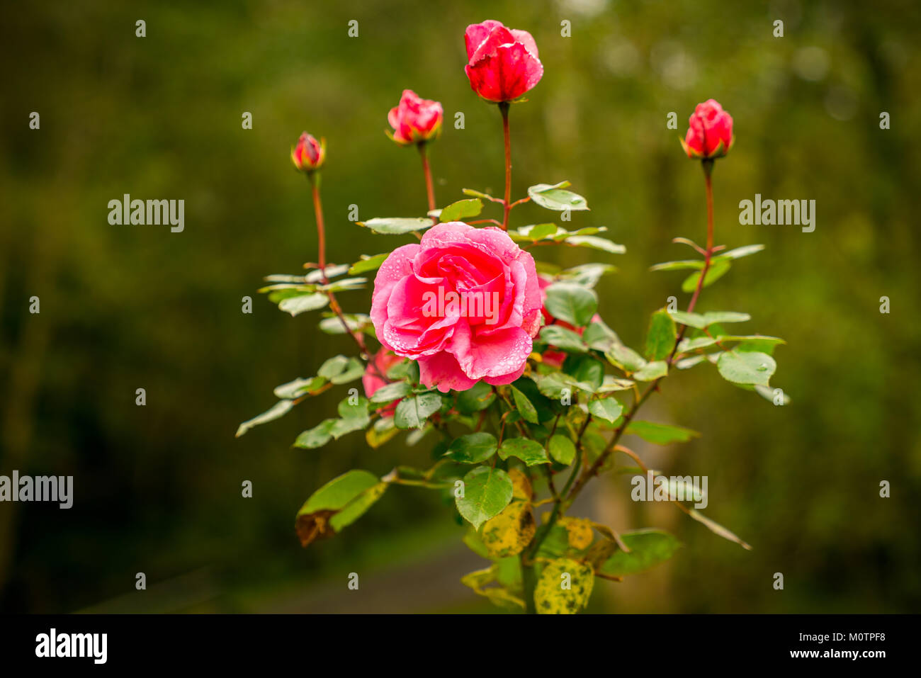 Une rose rouge avec quelques gouttes de rosée, vu près de Cynghordy dans Carmarthenshire, Dyfed, Wales, UK Banque D'Images