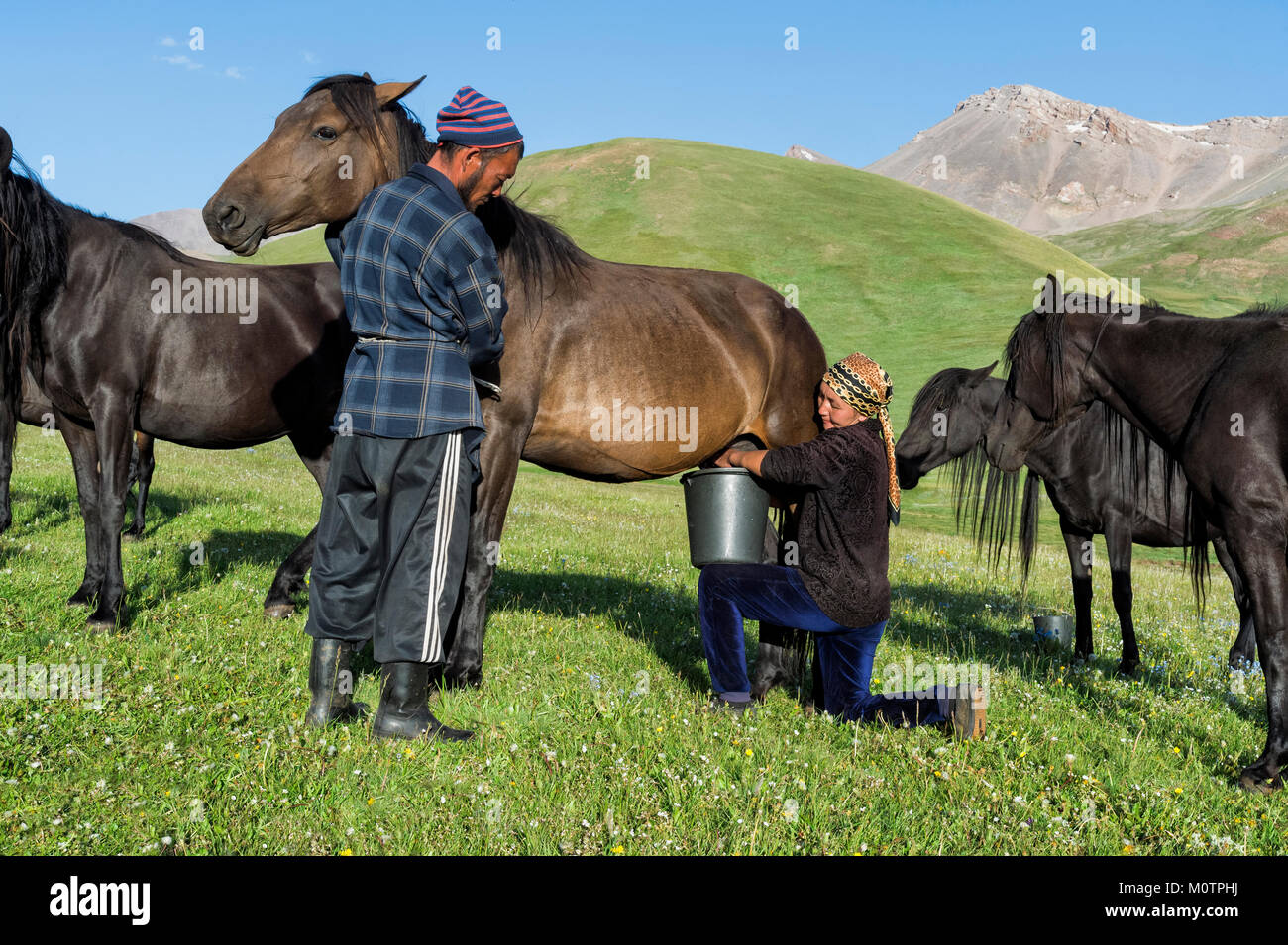 Couple de traire une mare nomades kirghizes sur les pâturages de montagne, lac Kol Chanson, province de Naryn, du Kirghizistan, de l'Asie centrale Banque D'Images
