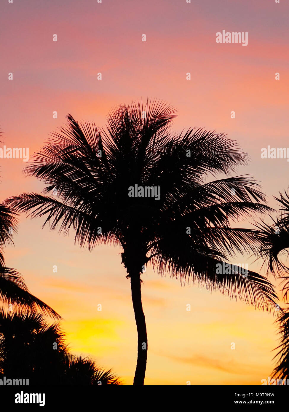 Palmiers au coucher du soleil dans la région de Jensen Beach, Floride Banque D'Images