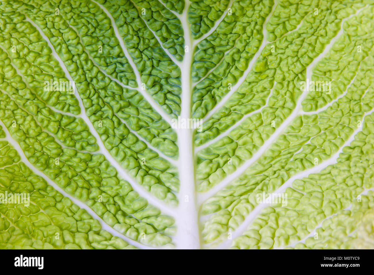 Vue rapprochée de la structure de l'intérieur d'une feuille de chou vert. Banque D'Images