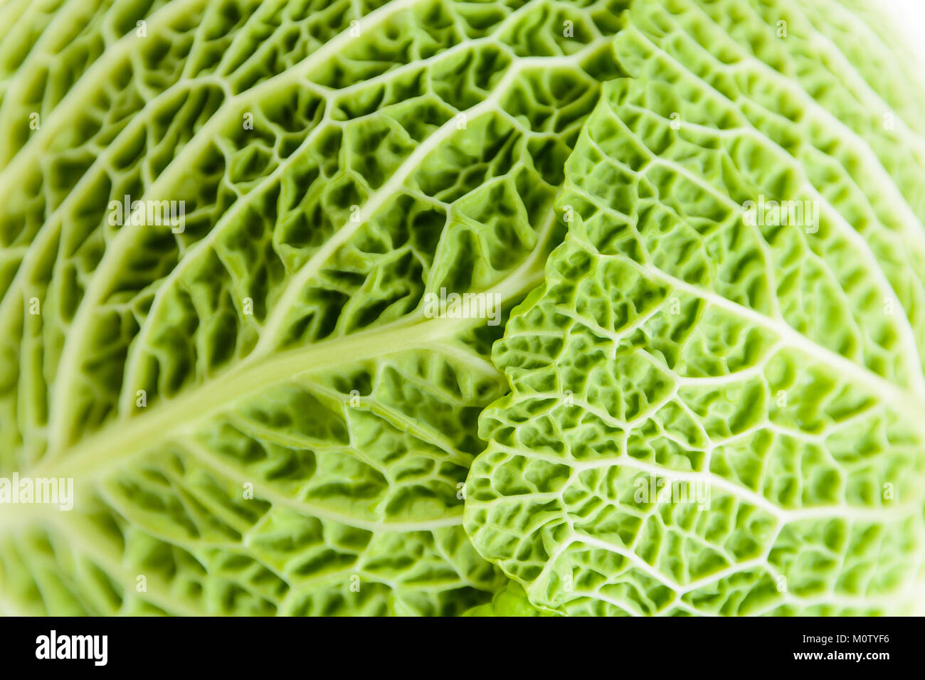 Vue rapprochée de la structure d'un chiffonné feuille de chou vert. Banque D'Images
