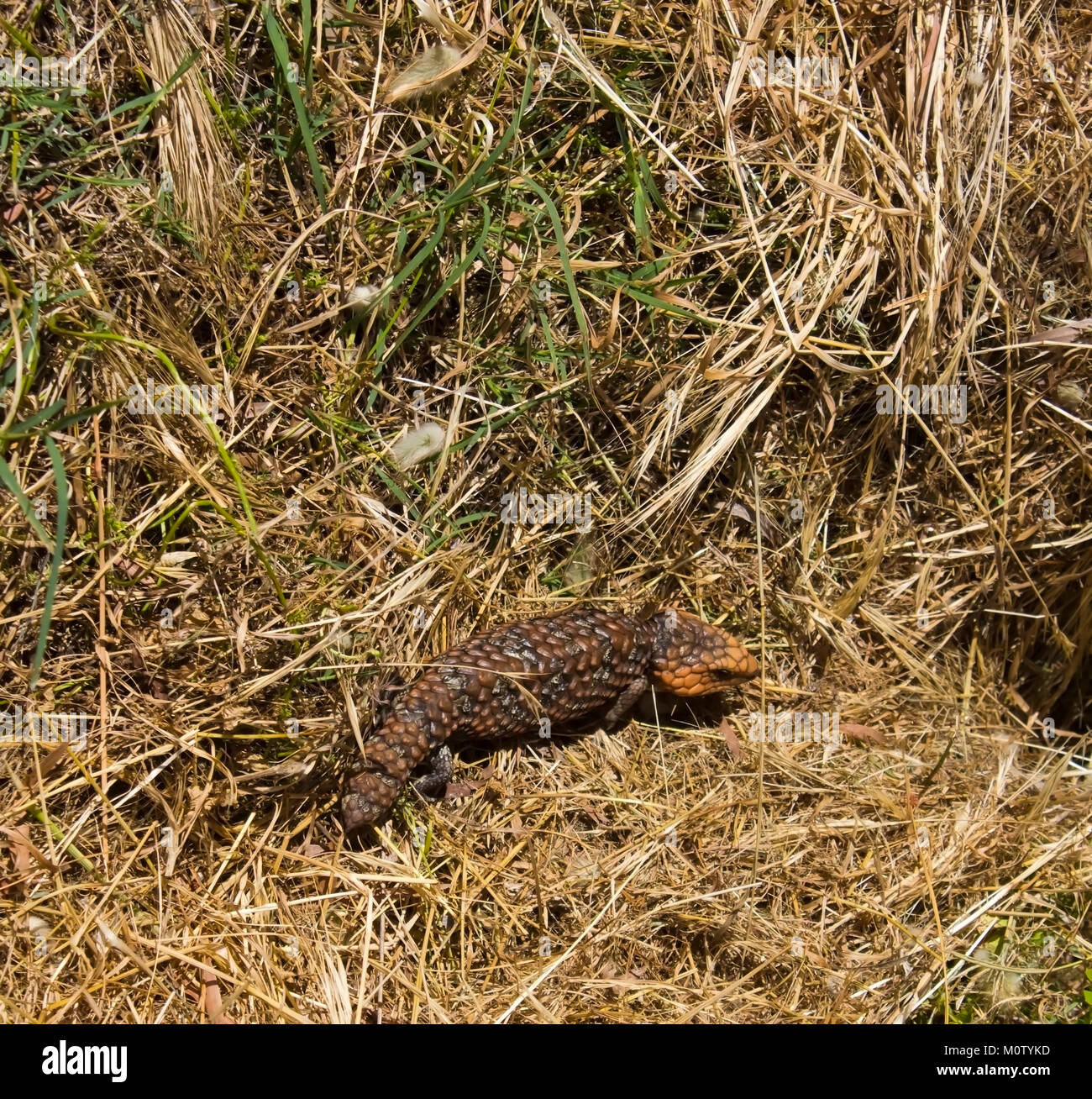 Queue courte goanna Tiliqua rugosa bobtail ou blue tongued skink sur un matin nuageux dans l'ouest de l'Australie Bunbury Parc Manea est un reptile très timide. Banque D'Images