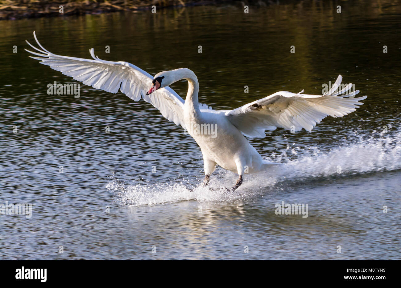Cygne muet l'atterrissage sur l'Octogone Lake, Stowe, Buckinghamshire, UK Banque D'Images