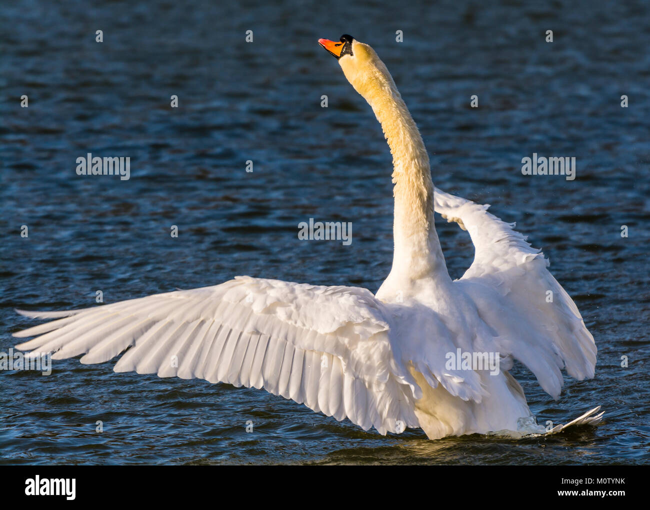 Cygne muet dans le soleil d'hiver sur le lac de l'octogone, Stowe, Buckinghamshire, UK Banque D'Images