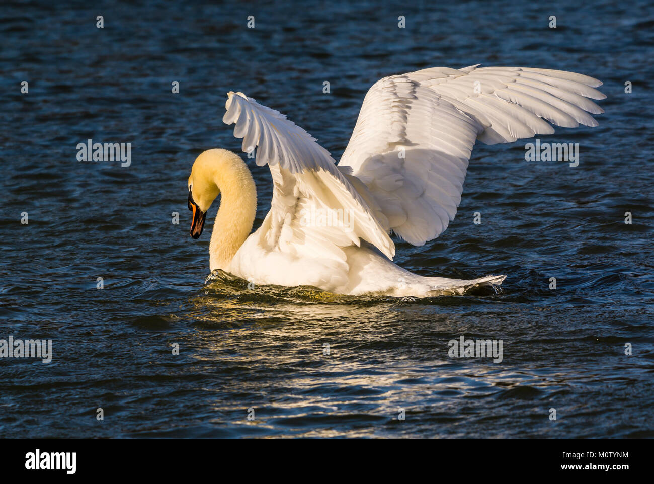Cygne muet dans le soleil d'hiver sur le lac de l'octogone, Stowe, Buckinghamshire, UK Banque D'Images