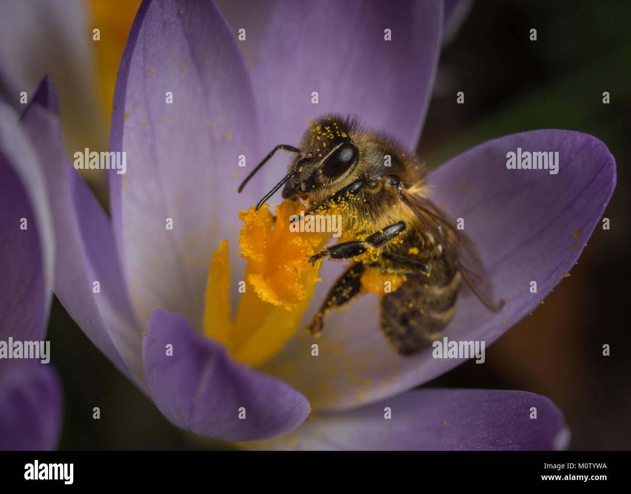 Une abeille (Apis mellifera) la collecte du pollen d'une fleur. Banque D'Images