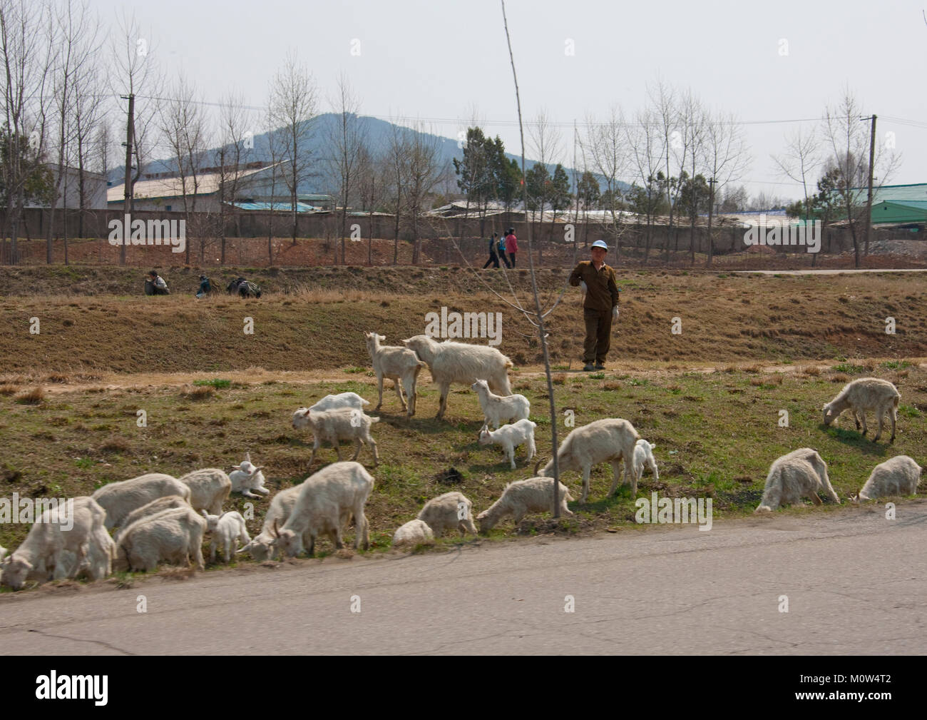 Sheperd nord-coréen avec son sheepand les chèvres dans la campagne, de la province de Pyongan, Pyongyang, Corée du Nord Banque D'Images