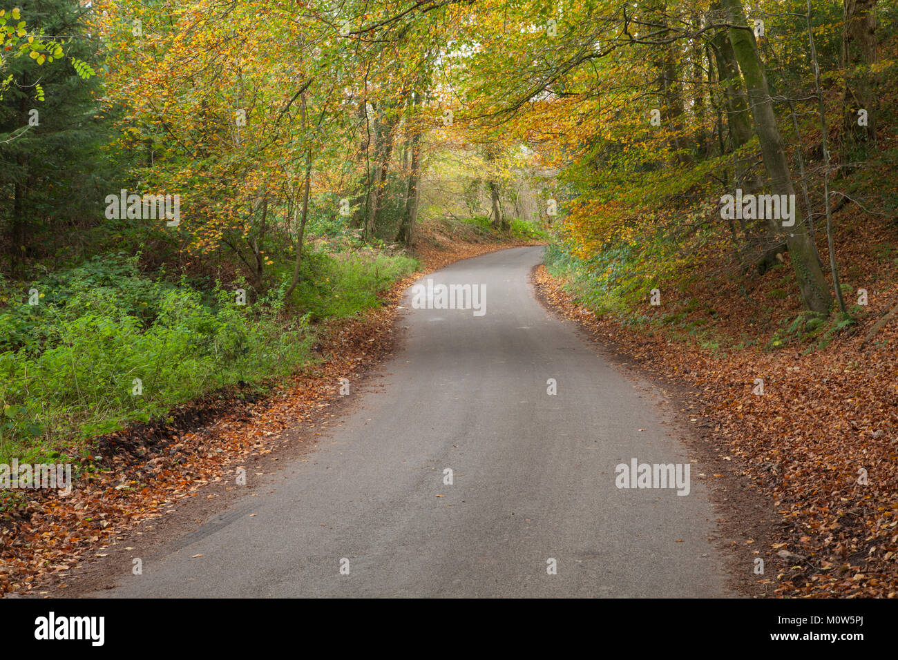 Une route de campagne sinueuse entourée de bois d'automne près de Stourhead, Wiltshire et Somerset sur la frontière, l'Angleterre. Banque D'Images