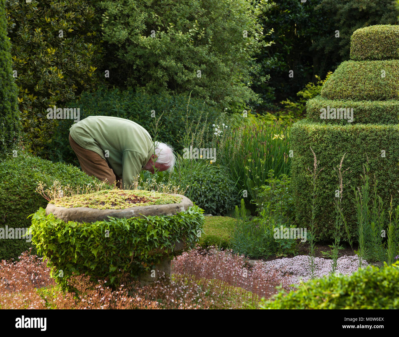Frank Lawley, plantsman, designer et créateur de jardins Maison Herterton, travaillant dans le jardin de fleurs en juillet, Northumberland, England Banque D'Images
