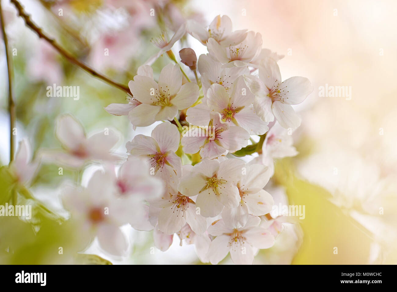 Image de délicates, blanc, printemps Japanese Cherry Blossom Banque D'Images