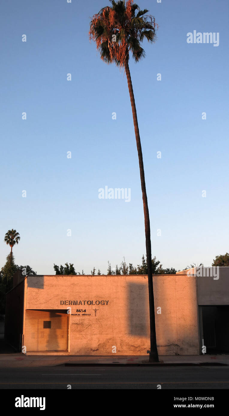Palmiers à Los Angeles, Californie, USA Banque D'Images