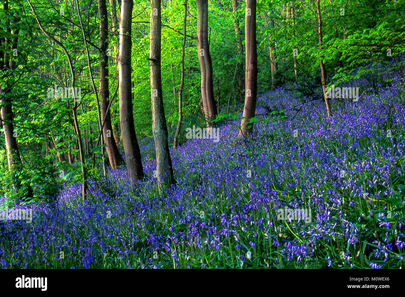 Tapis de jacinthes dans les terrains boisés ouverts au printemps Banque D'Images