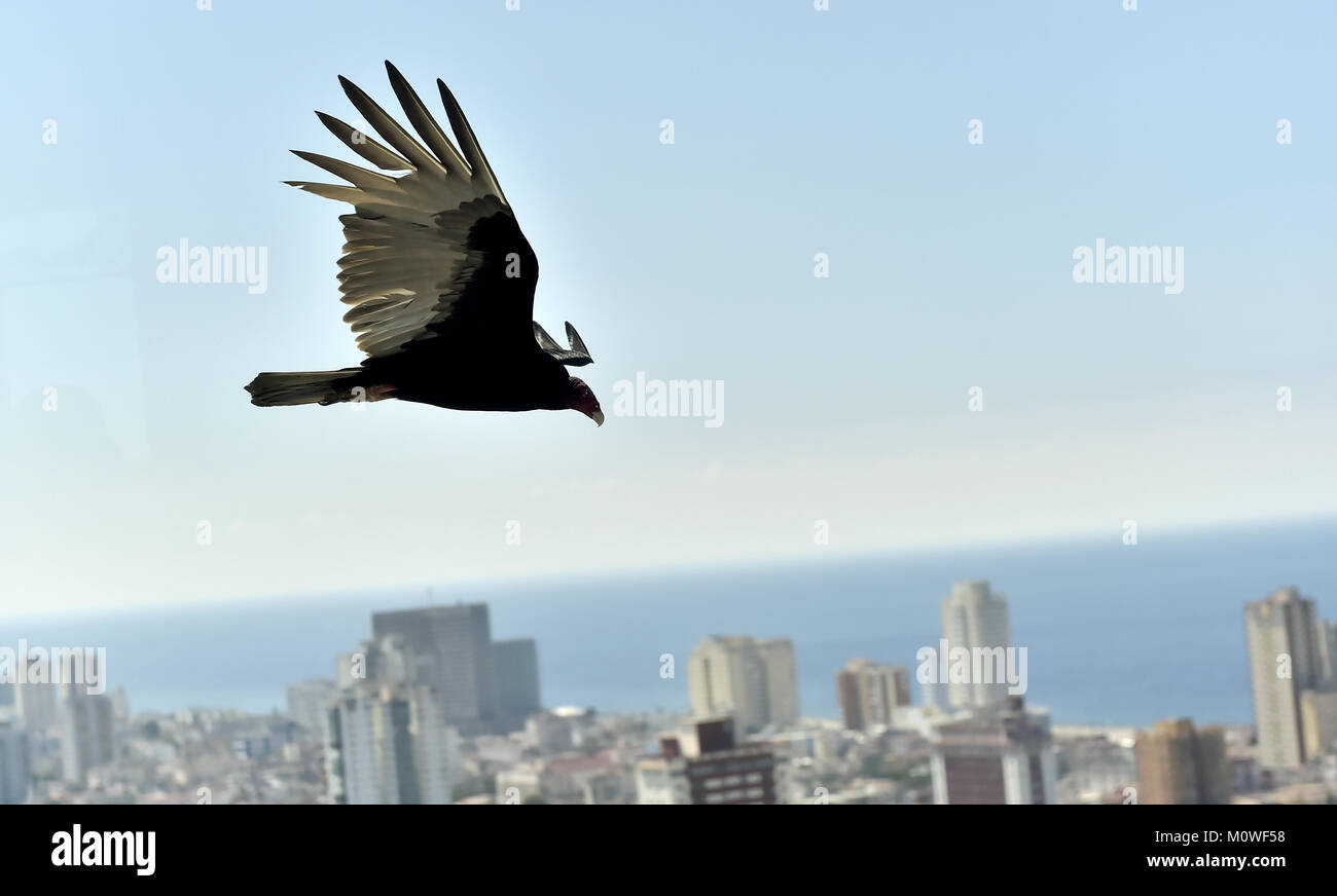 L'American vautours (Cathartidae Lafresnaye) monte sur La Havane Cuba. Birds Eye View sur la ville de La Havane, Cuba. Banque D'Images