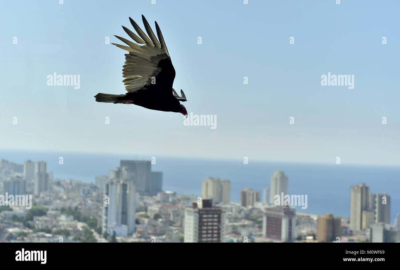 L'American vautours (Cathartidae Lafresnaye) monte sur La Havane Cuba. Birds Eye View sur la ville de La Havane, Cuba. Banque D'Images