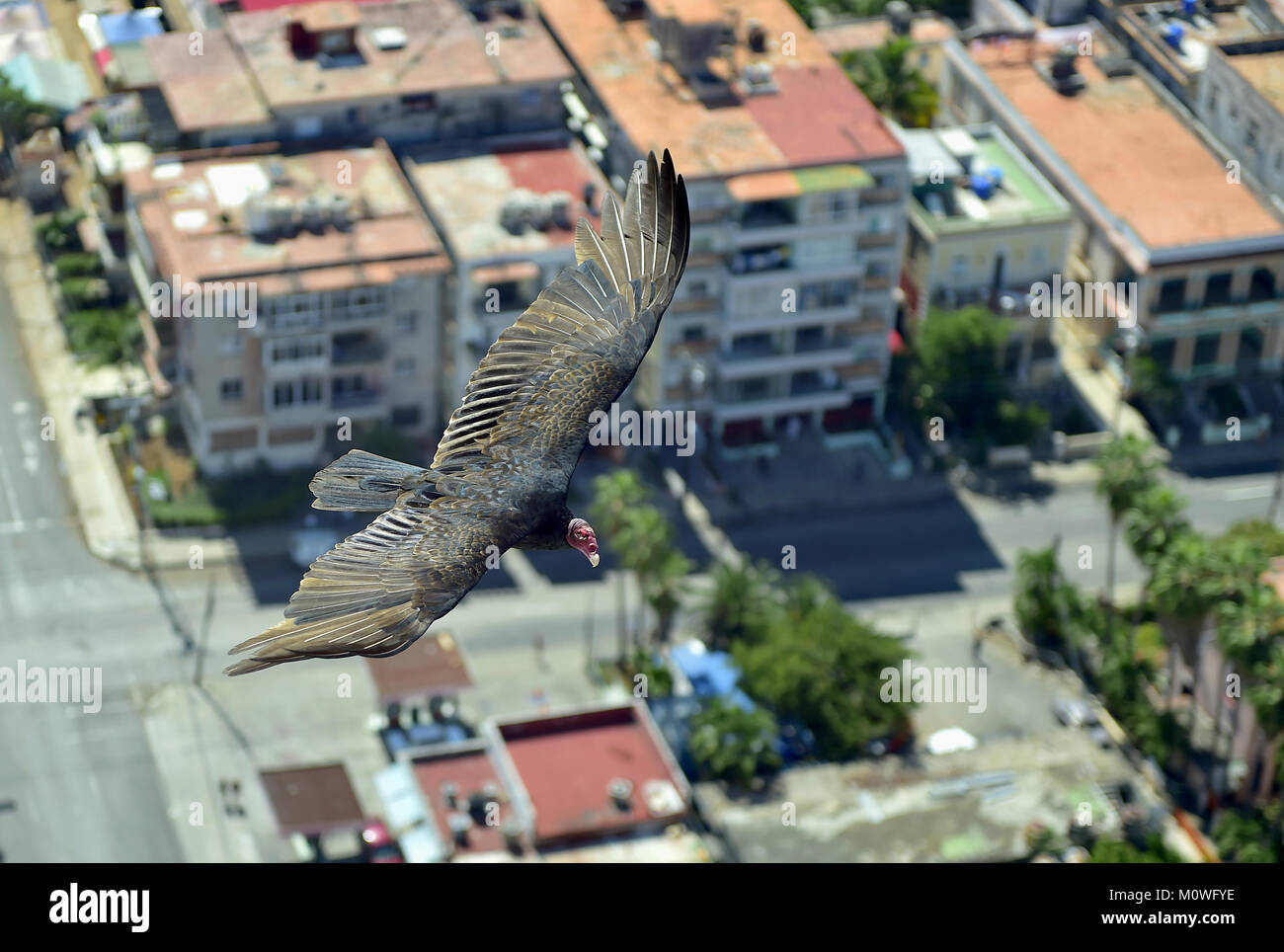 L'American vautours (Cathartidae Lafresnaye) monte sur La Havane Cuba. Birds Eye View sur la ville de La Havane, Cuba. Vue aérienne Banque D'Images L'American vautours (Cathartidae Lafresnaye) monte sur La Havane Cuba. Birds Eye View sur la ville de La Havane, Cuba. Vue aérienne Banque D'Images