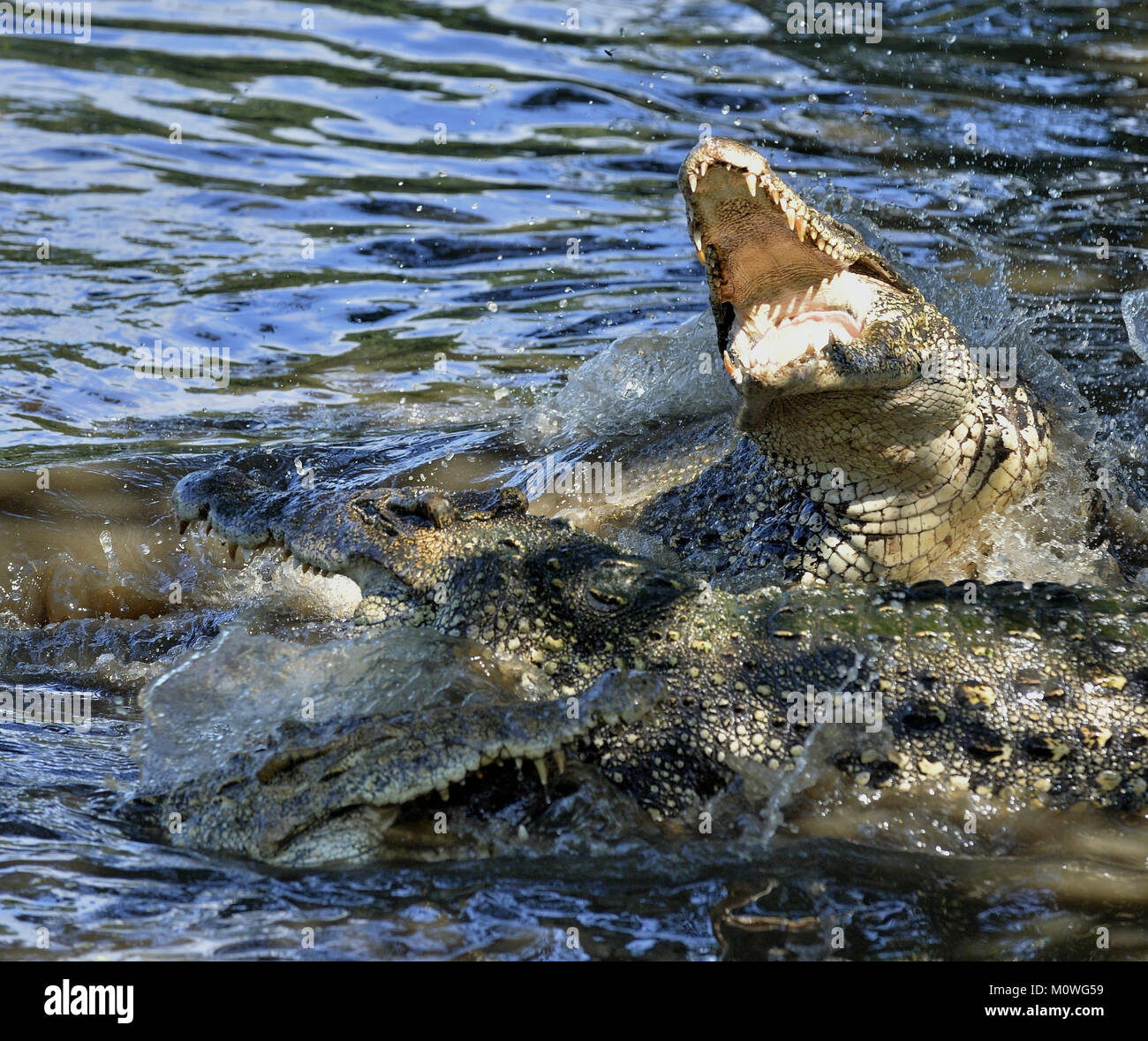 Crocodile attaque. Crocodile de Cuba (crocodylus rhombifer). Le crocodile de Cuba saute hors de l'eau. Cuba Banque D'Images