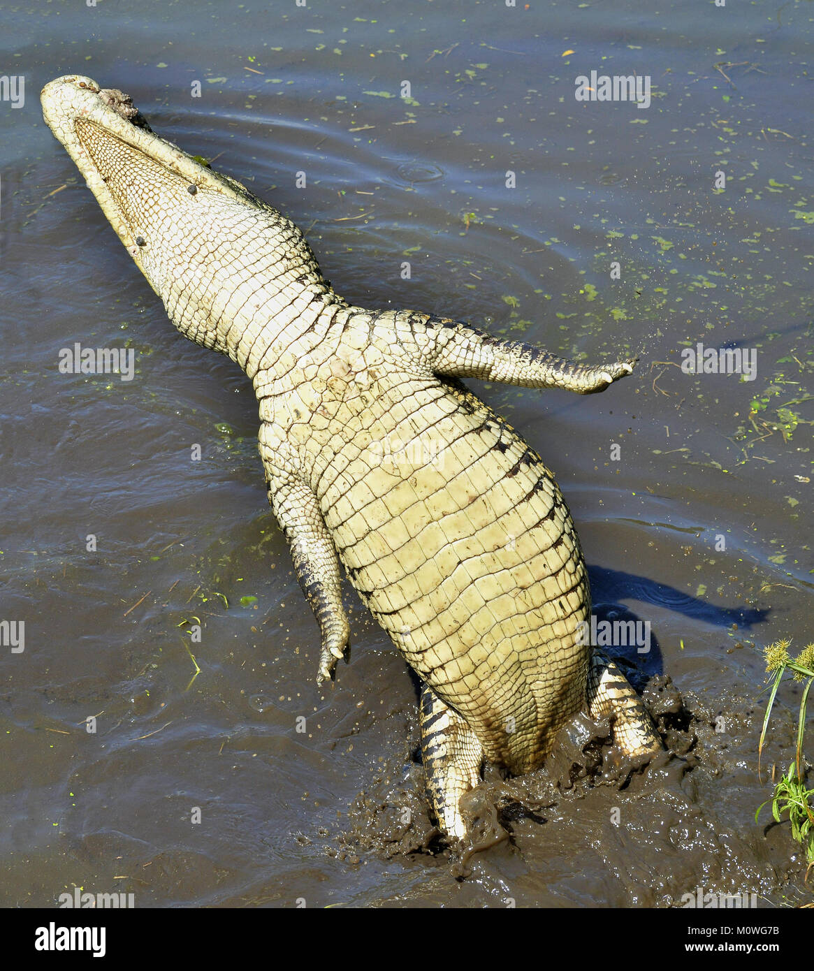 L'attaque d'un crocodile. Crocodile de Cuba (crocodylus rhombifer). Le  crocodile de Cuba saute hors de l'eau. Cuba Photo Stock - Alamy