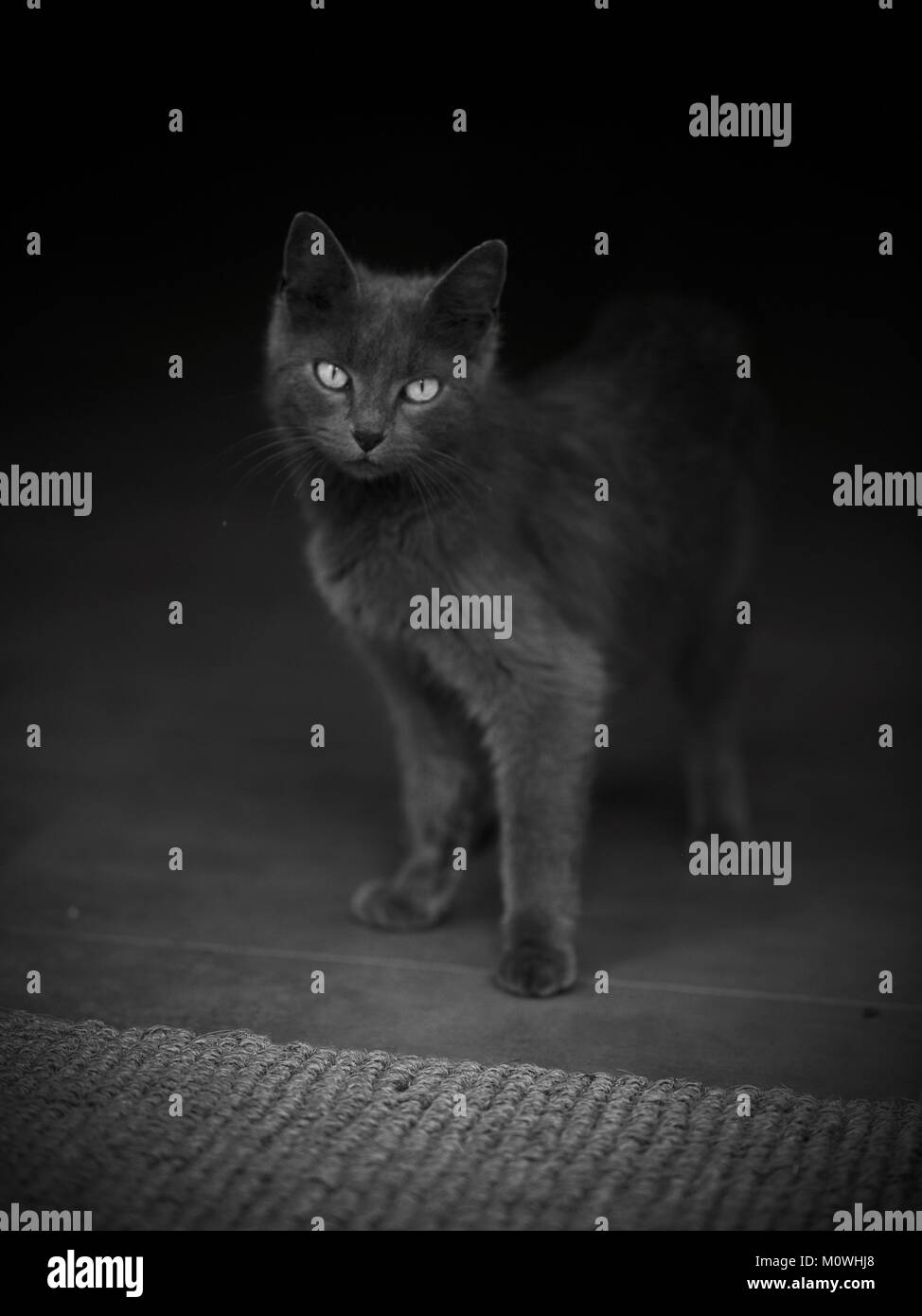 Chat trouvé Banque D'Images Chat trouvé Banque D'Images
