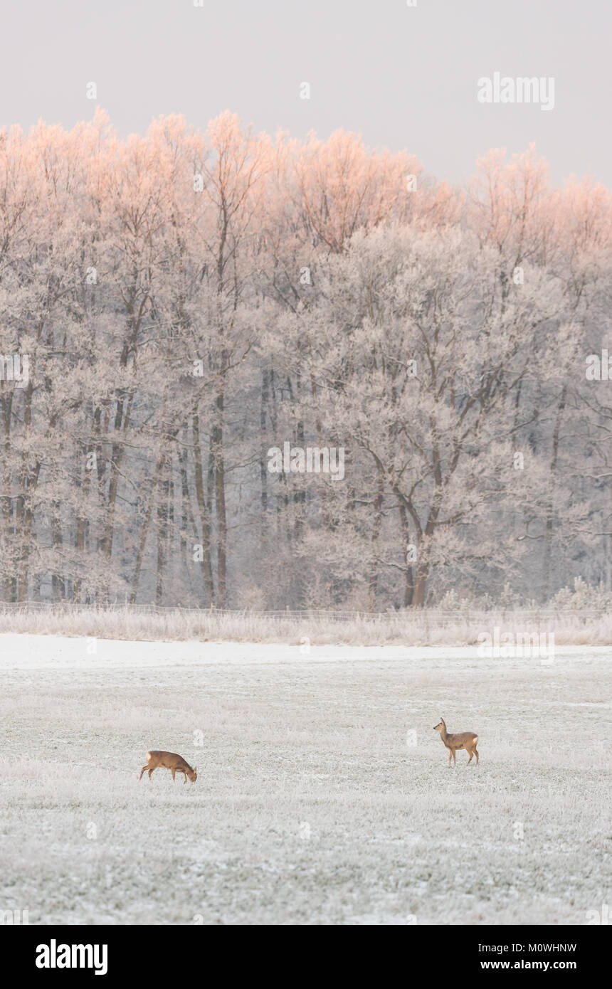 Photo verticale avec deux chevreuils. Les animaux sont sur le pré couvert de neige et de gel. Paysage hivernal de champ et arbres avec neige blanche. Haut Banque D'Images
