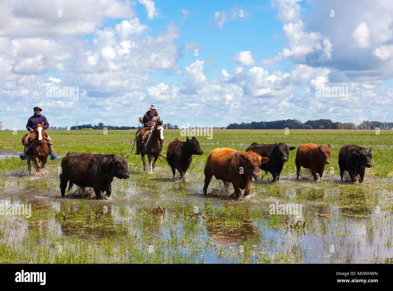 Deux gauchos contrôle un groupe de taureaux dans les pampas d'Argentine. Pardo, l'Argentine. Banque D'Images