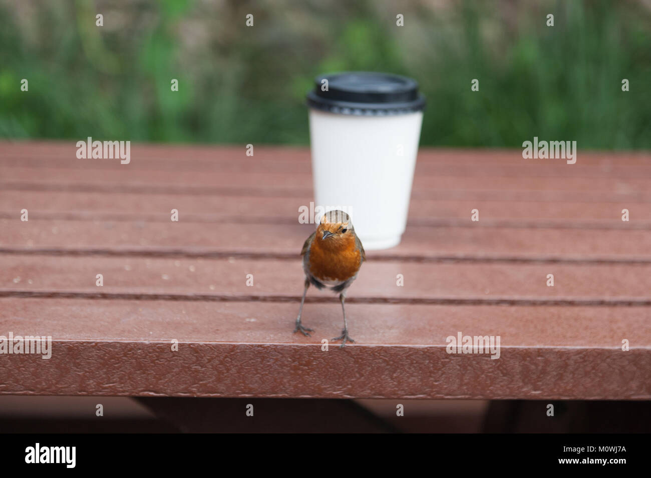 Robin bird près d'une tasse à emporter blanc sur une table Banque D'Images