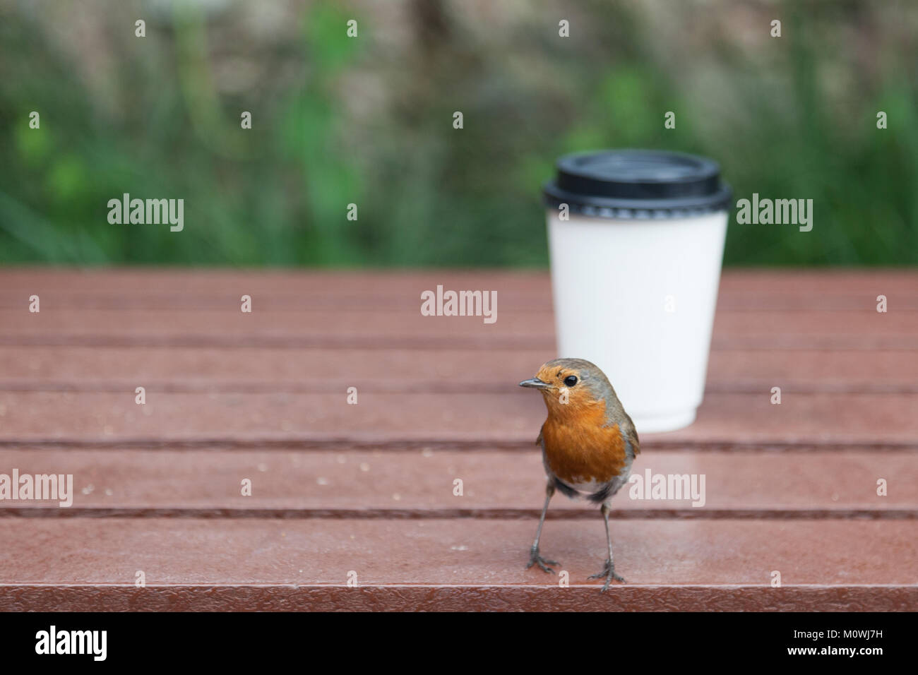 Robin bird près d'une tasse à emporter blanc sur une table Banque D'Images