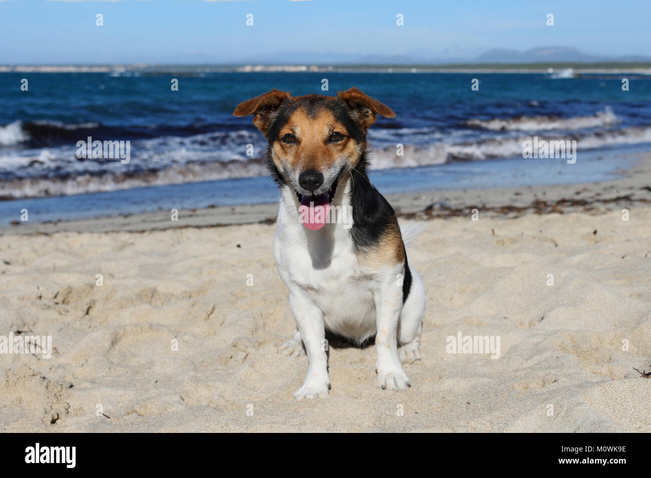 Jack Russell chien assis au bord de la mer Banque D'Images