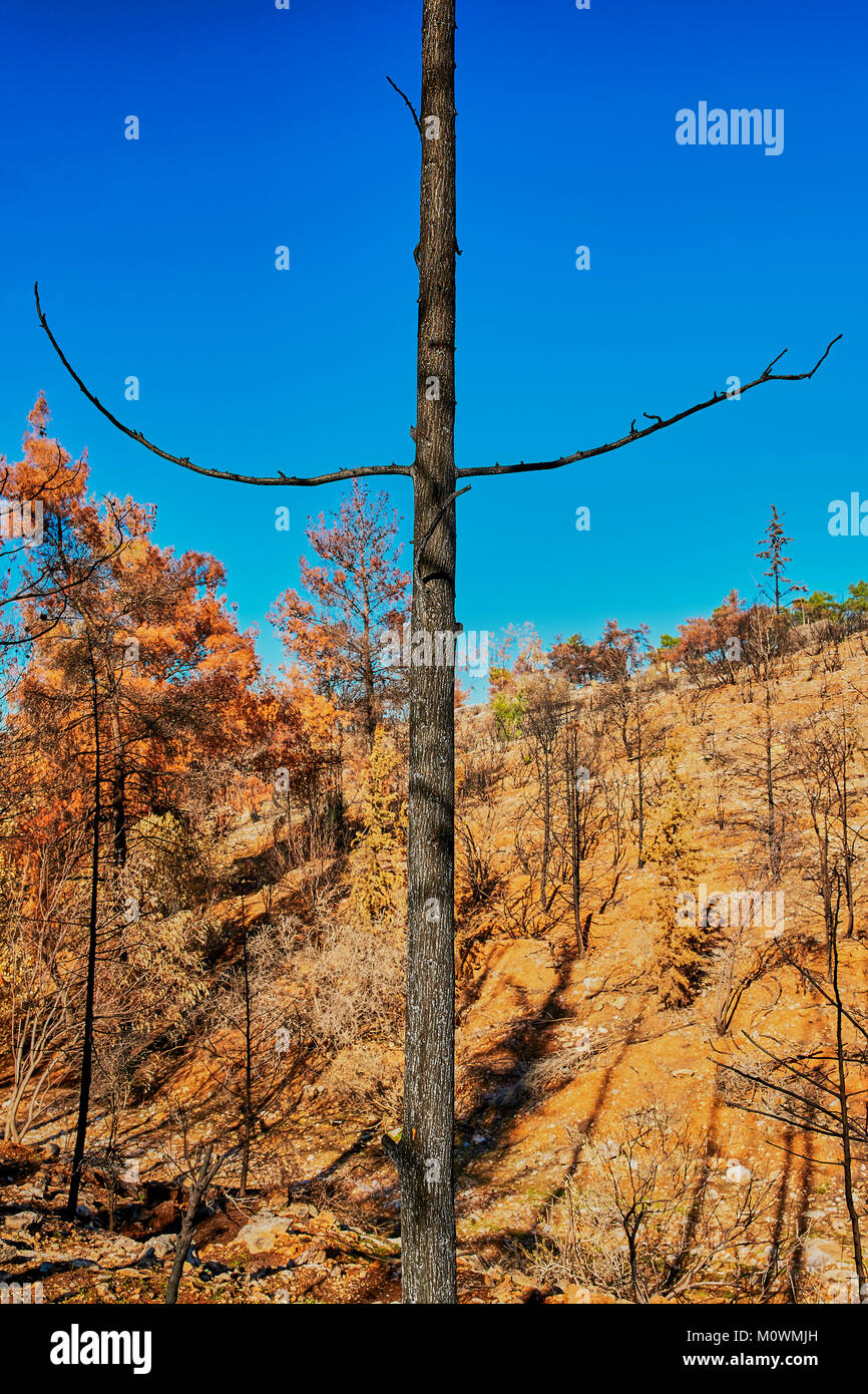 Arbre brûlé mendier de la miséricorde en forêts brûlées avec le bleu du ciel Banque D'Images