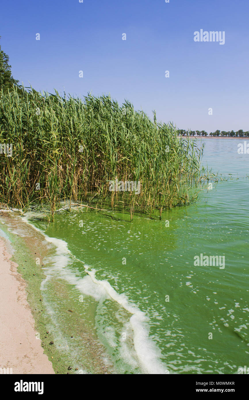 La pollution de l'eau. L'écologie. Fleurs de l'étang. Les fleurs d'eau, vert d'eau sur le lac Banque D'Images