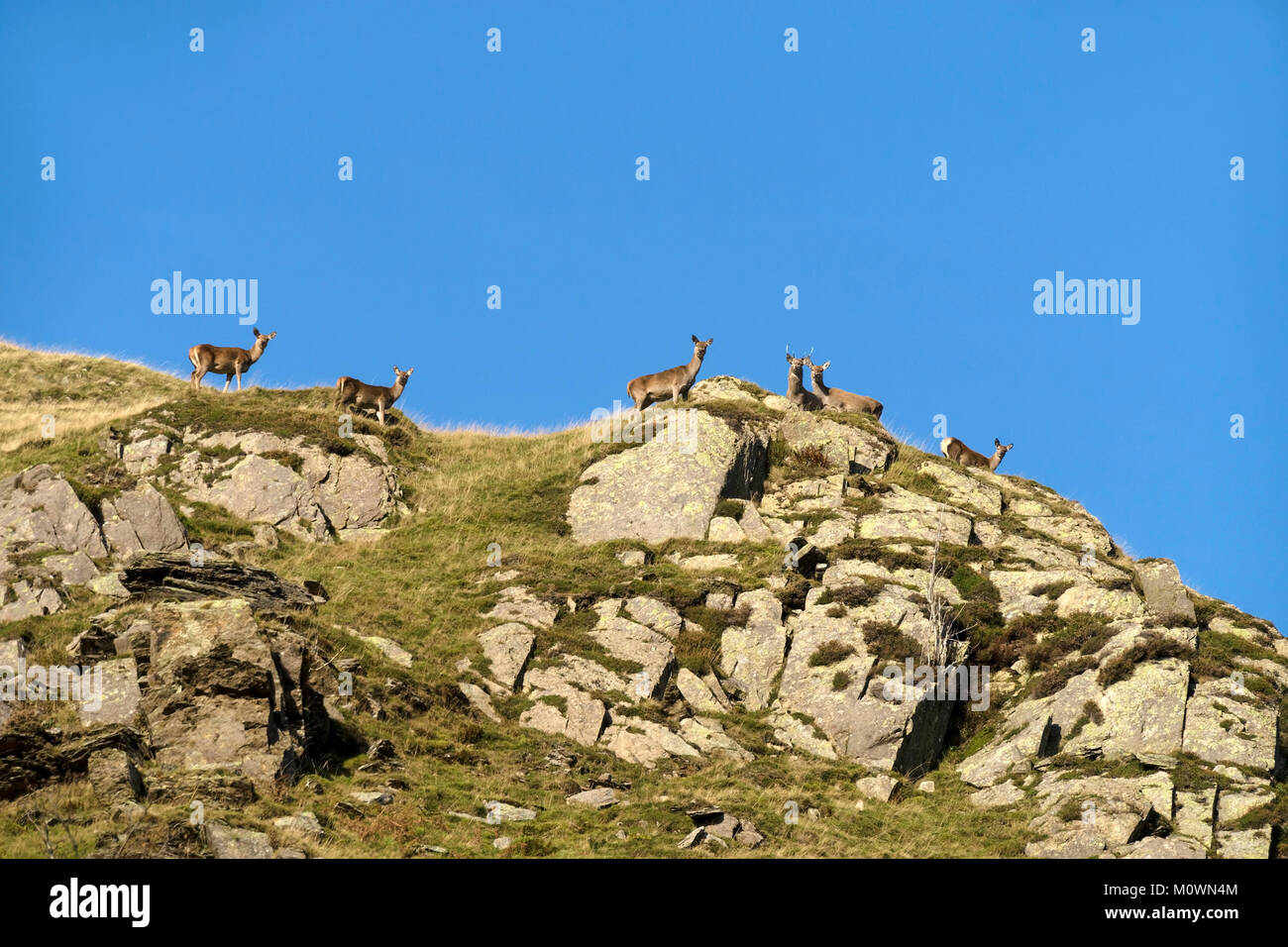 Troupeau de wild red deer (Cervus elaphus) sur les toits de Crag Hart haut au-dessus de Boredale Martindale, Common, Lake District, Cumbria, England, UK Banque D'Images