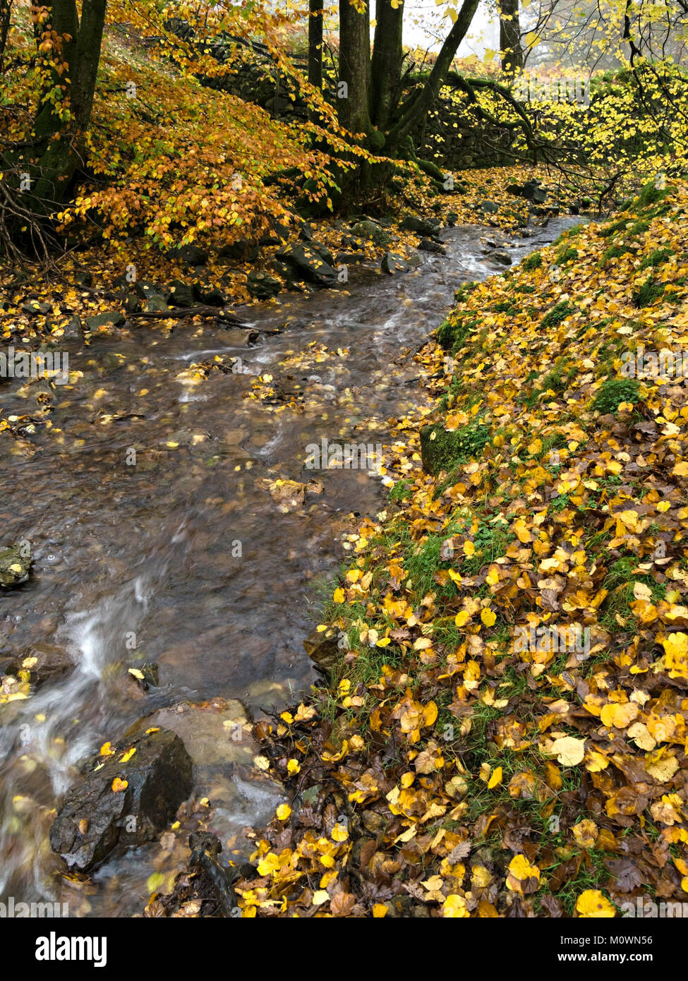 L'automne les feuilles tombées en hêtre et la couleur par Tom Gill Beck, Tarn Hows, Lake District, Cumbria, England, UK Banque D'Images
