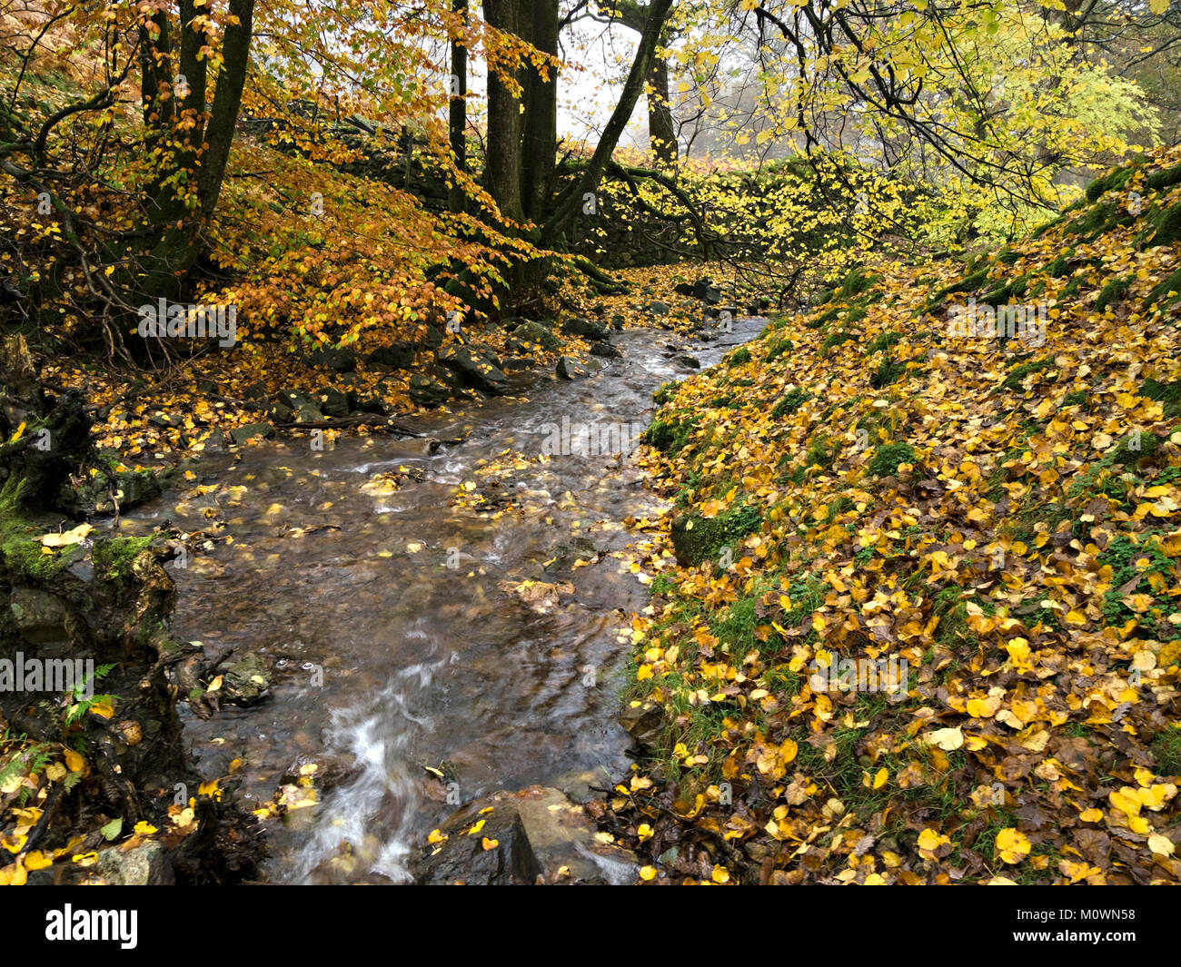 L'automne les feuilles tombées en hêtre et la couleur par Tom Gill Beck, Tarn Hows, Lake District, Cumbria, England, UK Banque D'Images
